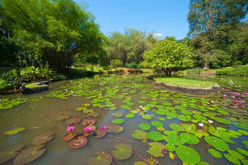 5 Beautiful Botanical Gardens in Rhode Island!