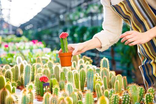 5 Best Garden Centers and Nurseries in Rhode Island!